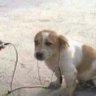Фото профиля a verdade sobre o meme do cachorrinho com fone.
