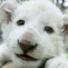 Profilbild von WhiteLionYuka
