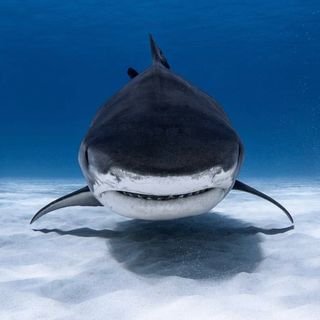 Oceanography's profile picture