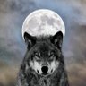 Darkninja's profile picture