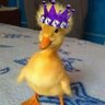 RealTimeChicken's profile picture