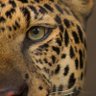 Фото профиля Jaguar