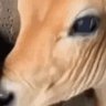 aaahhhuuu profil fotoğrafı