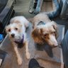 2 DOGᔕ & A LADY TᖇᑌᑕK DRIVER 的头像