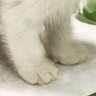無茶しない猫's profile picture