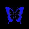 Papillon 👑's profile picture