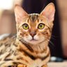 さとり's profile picture