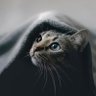 zhangmo8 profil fotoğrafı