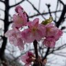 犬丸きな子 profil fotoğrafı