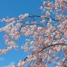 Фото профиля さくら