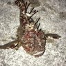 釣りごろ釣られごろじゃろ's profile picture