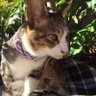 Atsu猫大好き！ profil fotoğrafı