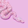 Profilbild von 🐍