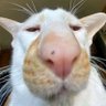 Amogusenichka profil fotoğrafı
