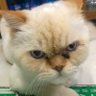 Profilbild von 瘋子-笑笑生
