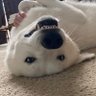 Lin's profile picture