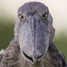wetshoebill's profile picture