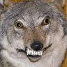 Profilbild von She Wulf