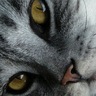 Profilbild von Piquerish