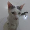 Hussam Am's profile picture