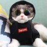 GatiToGanGzter's profile picture