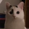 MeatloafCat's profile picture