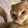 manelle profil fotoğrafı