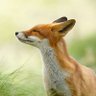 Gabriello Fox 的头像
