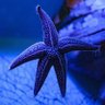 Фото профиля 🌊Etoile de Mer🐳🐟