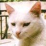 Profilbild von TheNarrator
