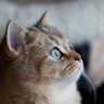 Фото профиля ミンゴ