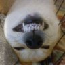 柴犬 ハル💚 的头像