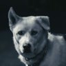 NyamG's profile picture