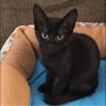 nala bear 🐻✡️🐈⬛'s profile picture