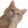 магдісон чау's profile picture