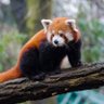 Panda1265's profile picture