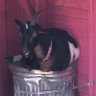 Фото профиля Goat Trash