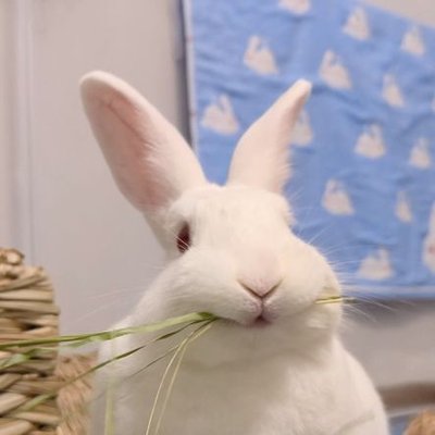 Tutu_rabbit_usa's profile picture