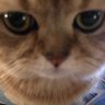 freemok 的头像