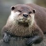 Фото профиля House Otter