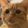 FrAndroid's profile picture