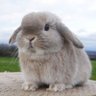 Spartacus Lagomorph profil fotoğrafı
