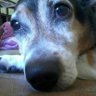 🔥 Ivone Brutusmeu🐶's profile picture