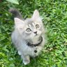 Timmy -reborn- profil fotoğrafı