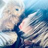 月夜美琴　柊美琴's profile picture