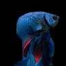 Фото профиля 月背漫行者