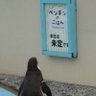 Profilbild von ヨウジュ