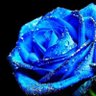❀ハルヒ❀ profil fotoğrafı