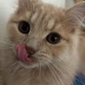 たまにゃん's profile picture
