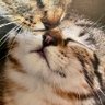 のり🍋🐈 的头像